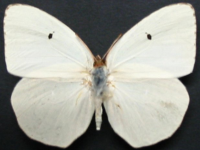 Catopsilia pyranthe crokera - Adult